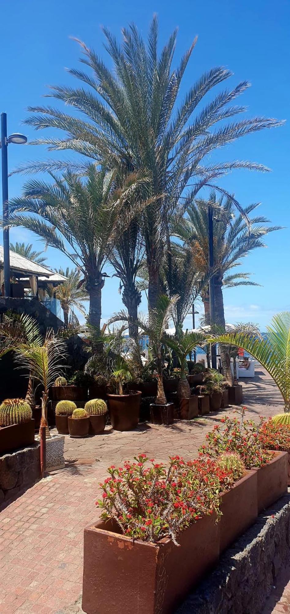Wonderful White Appartament In Las Tortugas Playa de las Américas Exterior foto